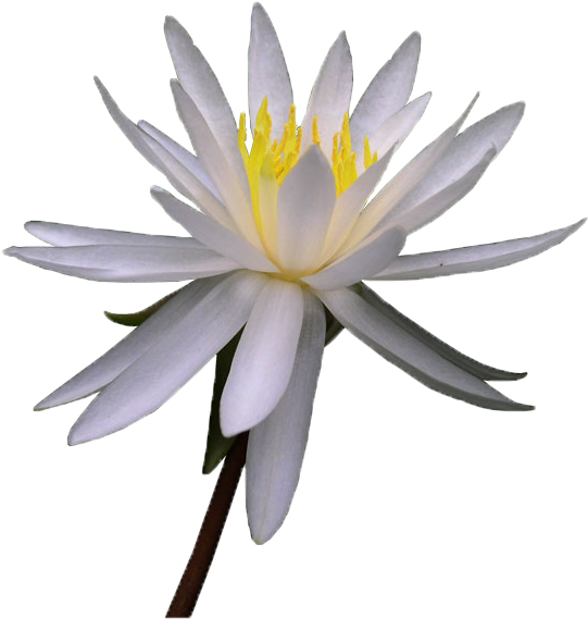 Nymphae009 - Lily White Flower Watercolor (600x600)