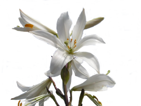 Mon Tube - Lily (600x450)