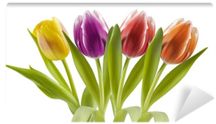 Colorful Tulips In A Row, Isolated On White Wall Mural - Poster (400x400)