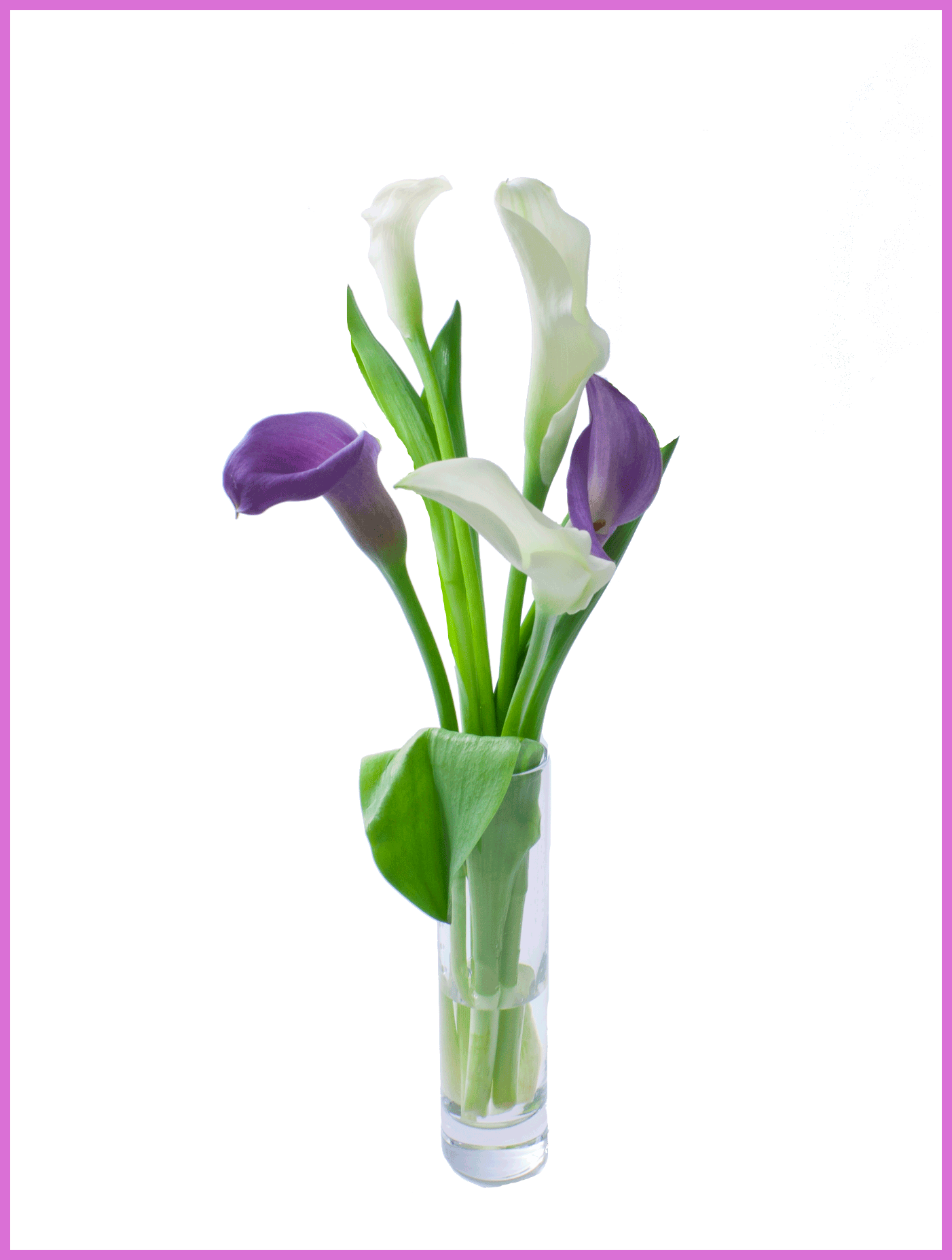 Shocking Floralife Calla Lily Pics For Flower Opening - Arum-lily (1402x1855)