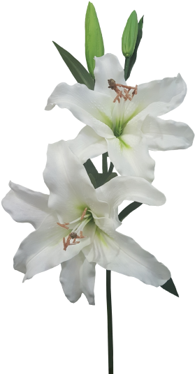 91cm Casablanca X - Lily (300x549)