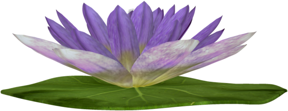 [ Img] - Portable Network Graphics (600x600)