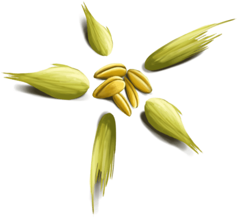 Saas Providers Seed Comp Flower - Lily (466x444)