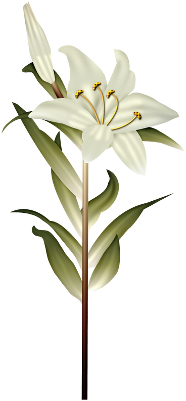 White Lily - Gagea (392x800)