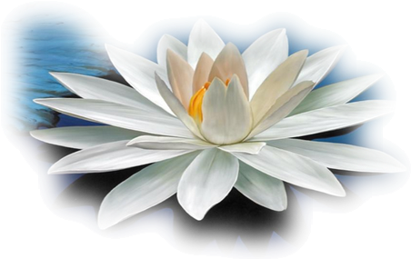 Sacred Lotus (500x343)