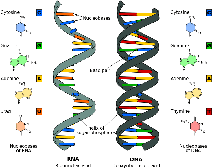 The Differences Between Dna And Rna - Dna Structure And Replication (749x599)