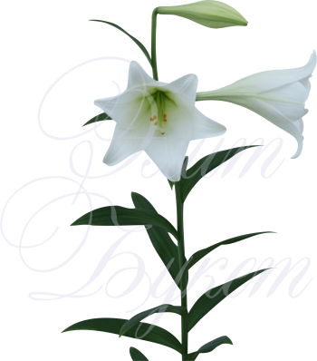Лилия White Heaven - Lily (350x398)