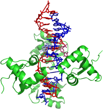 B Z Junction Bound To A Z-dna Binding Domain - Dna (440x440)