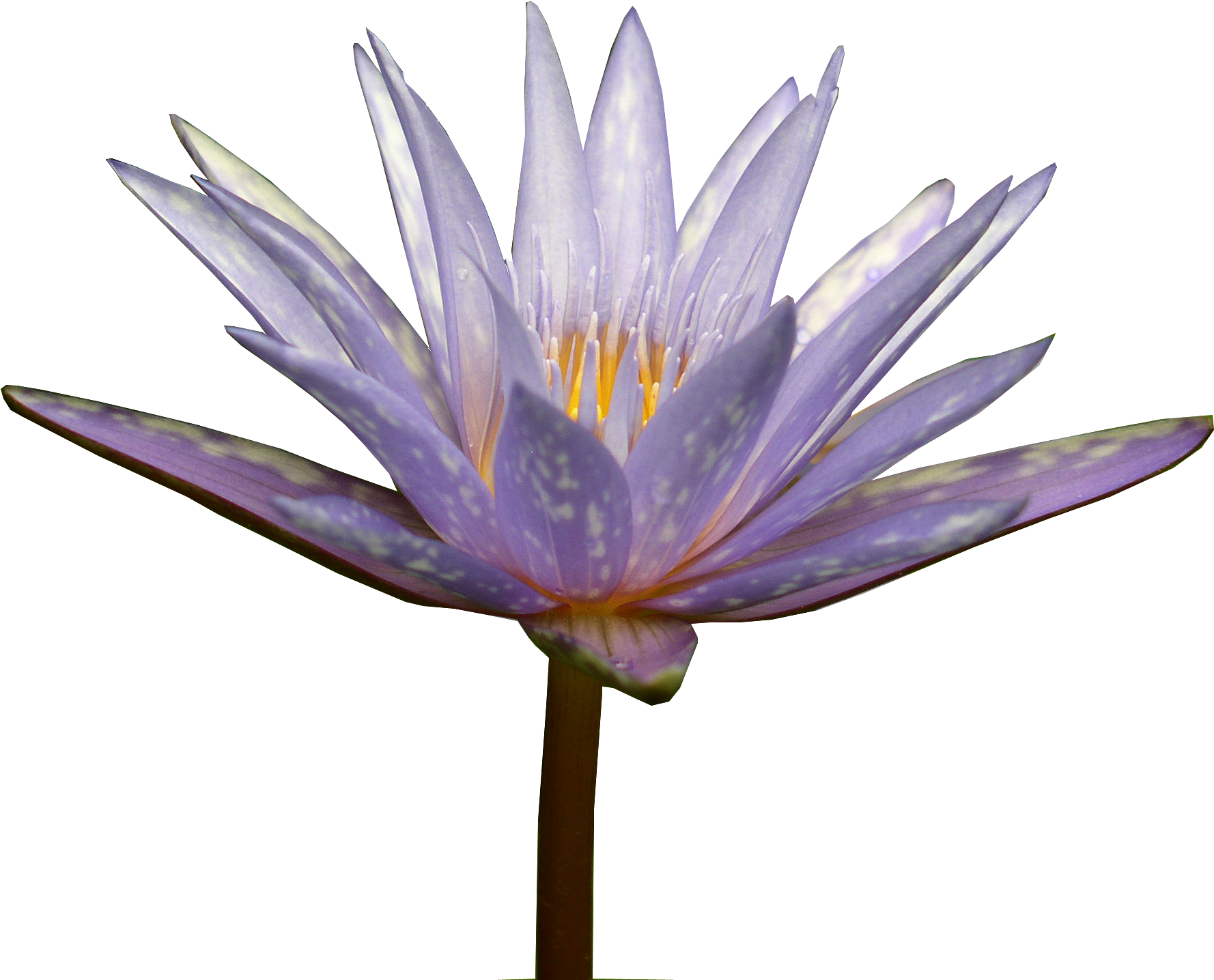 Посмотреть Jpg - Water Lily (2101x1551)