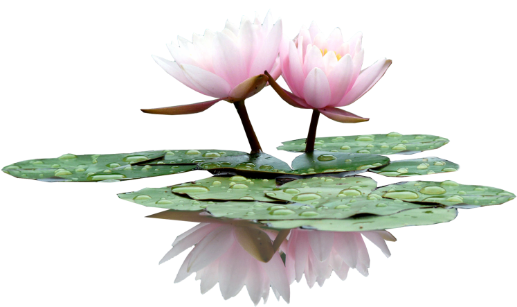 Water Lily Flower Nelumbo Nucifera - Flower (800x565)