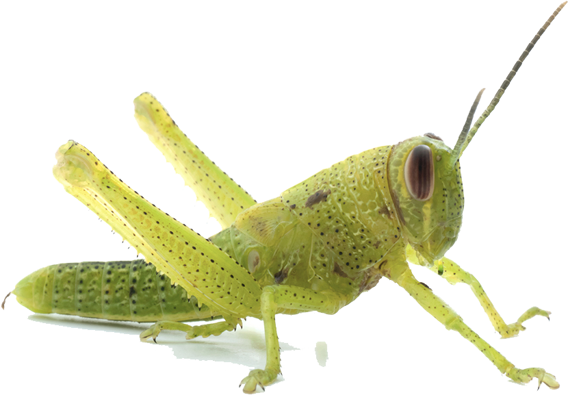Halloween Transparent Png Sticker - Grasshopper 1st Stage Nymph (1200x800)