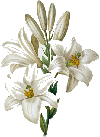 Изображение Для Плейкаста - Lily Flower Drawing Color (444x600)
