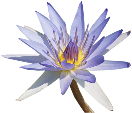 «цветы В Png» - Water Lily (500x375)