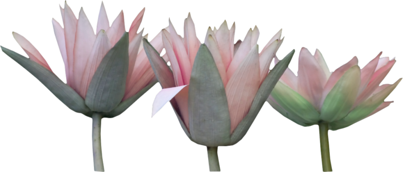 Art Nouveau - Sacred Lotus (800x343)