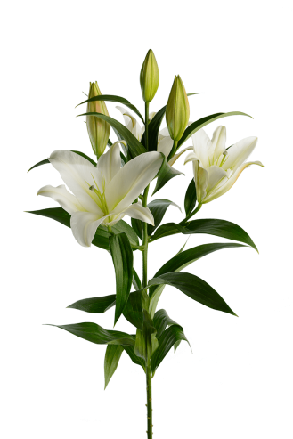 Лилия Белая 7 Бутонов - Lily (500x500)