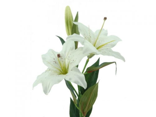 Flor 4300 80 Cms - Color (500x500)