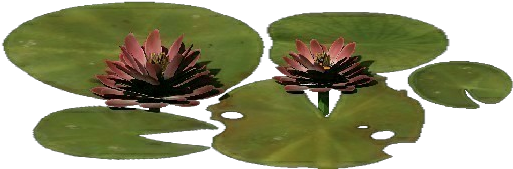 Flor De Lótus - Software (750x527)