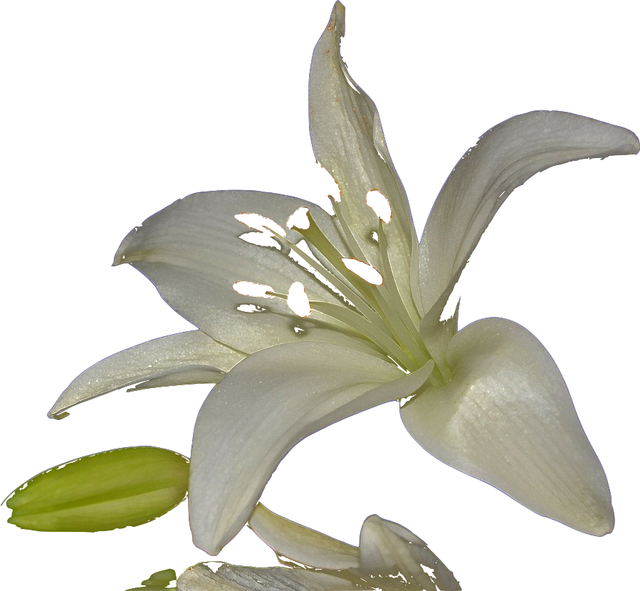 Amaryllis Belladonna (899x830)