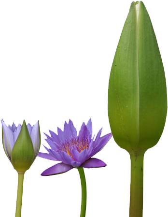 Find Out What We Do - Sacred Lotus (409x478)