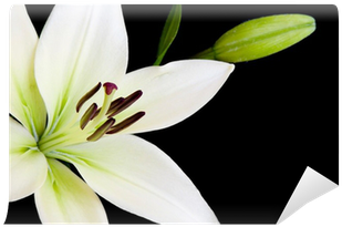 Fototapeta Bílá Lilie Izolované Proti Černému Pozadí - Sympathy Lily (400x400)
