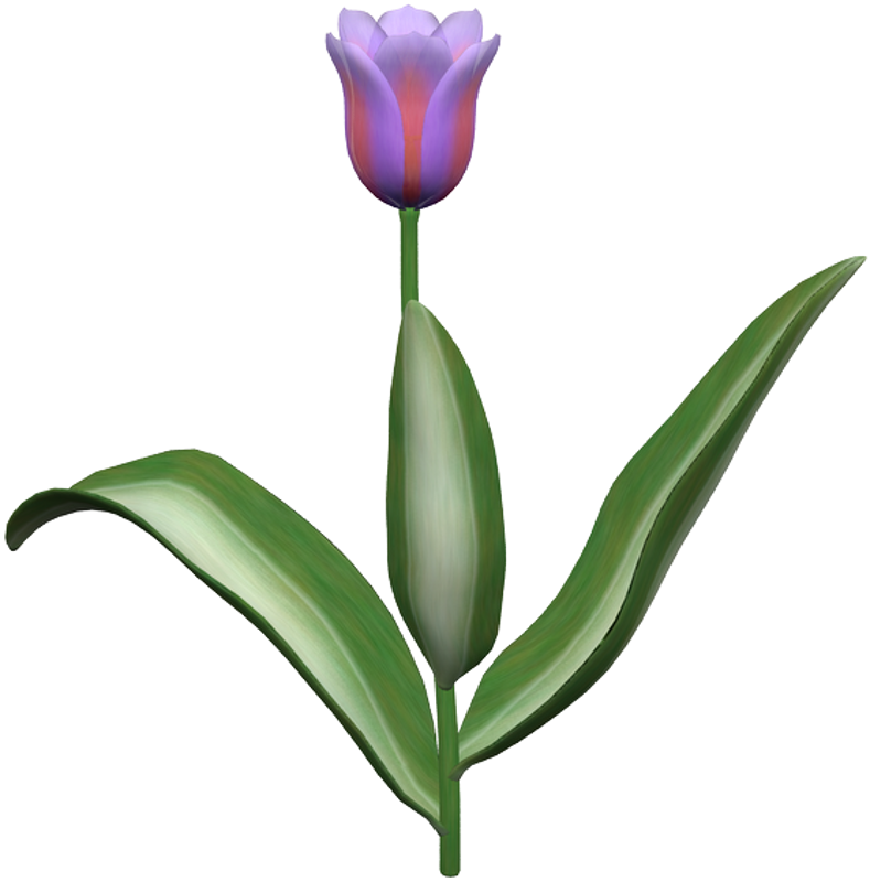 Pl/gwiazdorek1 Look Www - Sprenger's Tulip (789x800)