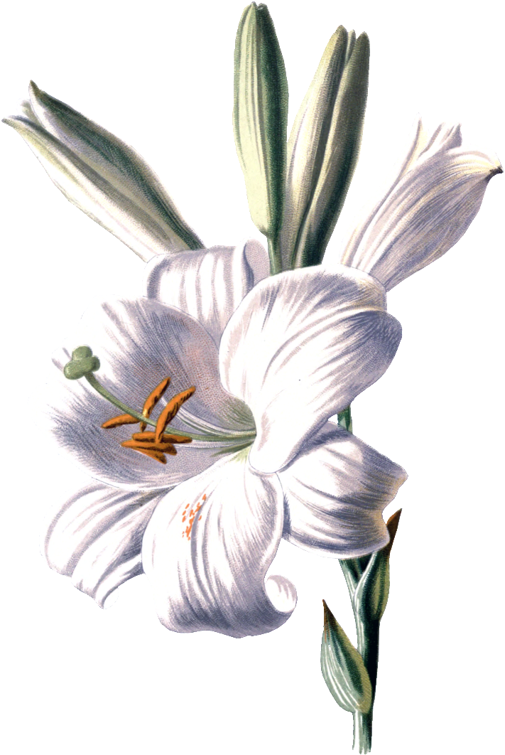 【高清百合花】图片免费下载 高清百合花素材 高清百合花模板-千图网 - Familiar Garden Flowers 1907 White Lily Poster Print (1024x1280)
