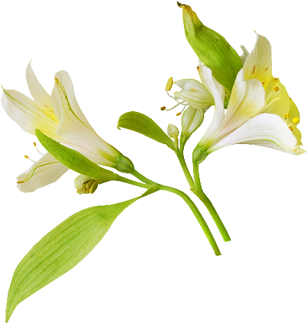 Png Süsler - Peruvian Lily (455x480)