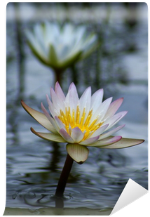 Sacred Lotus (400x400)