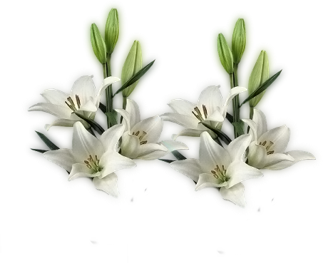Изображение Для Плейкаста - Распускающиеся Цветы Гиф Анимация На Прозрачном Фоне (453x369)