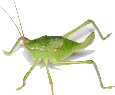 Related Projects - Band Winged Grasshoppers (700x400)