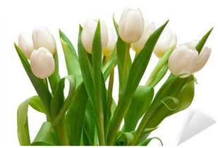 Giant White Arum Lily (400x400)