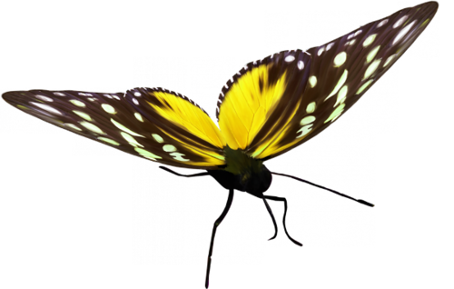 Png Kelebek Resimleri, Renkli Kelebek Resimimleri, - Butterflies And Moths (500x318)