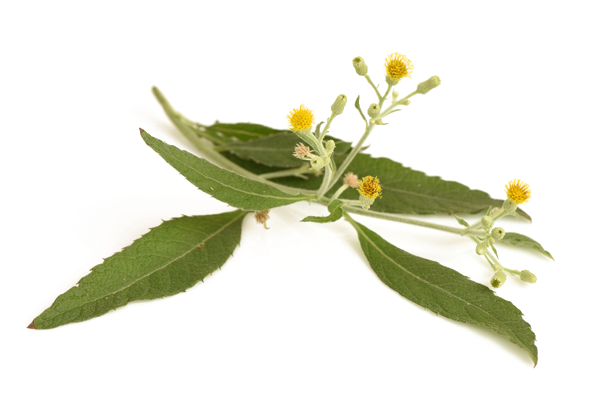 Canfora - Ngai Camphor (600x600)