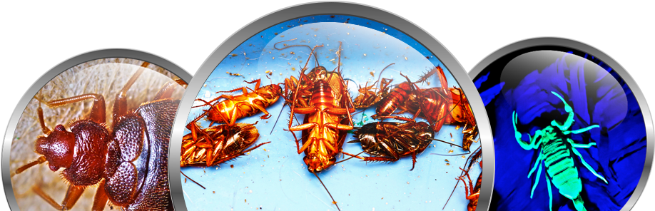 Queen Creek Exterminator - Bedbugs By Joyce Jeffries 9781499407464 (hardback) (956x295)