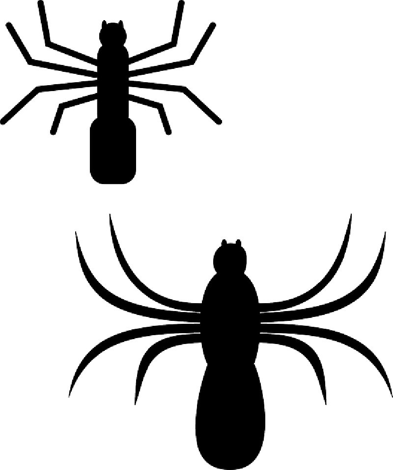Free Pictures Spider - Spiders Clip Art (800x955)