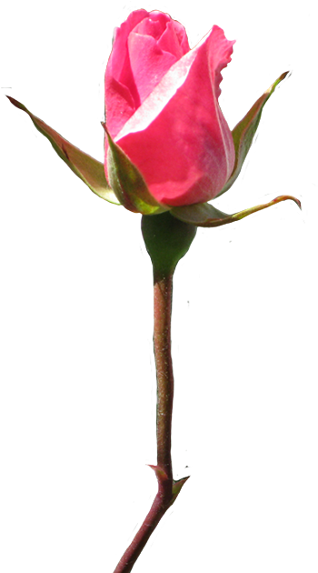 Rose Clipart Rosebud Pink - Floribunda (404x650)
