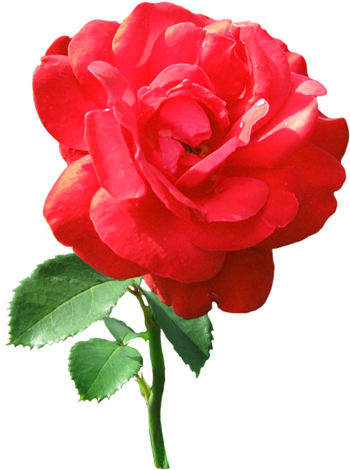 Single Red Rose With Dew Drops - Types Of Roses Transparent (533x709)