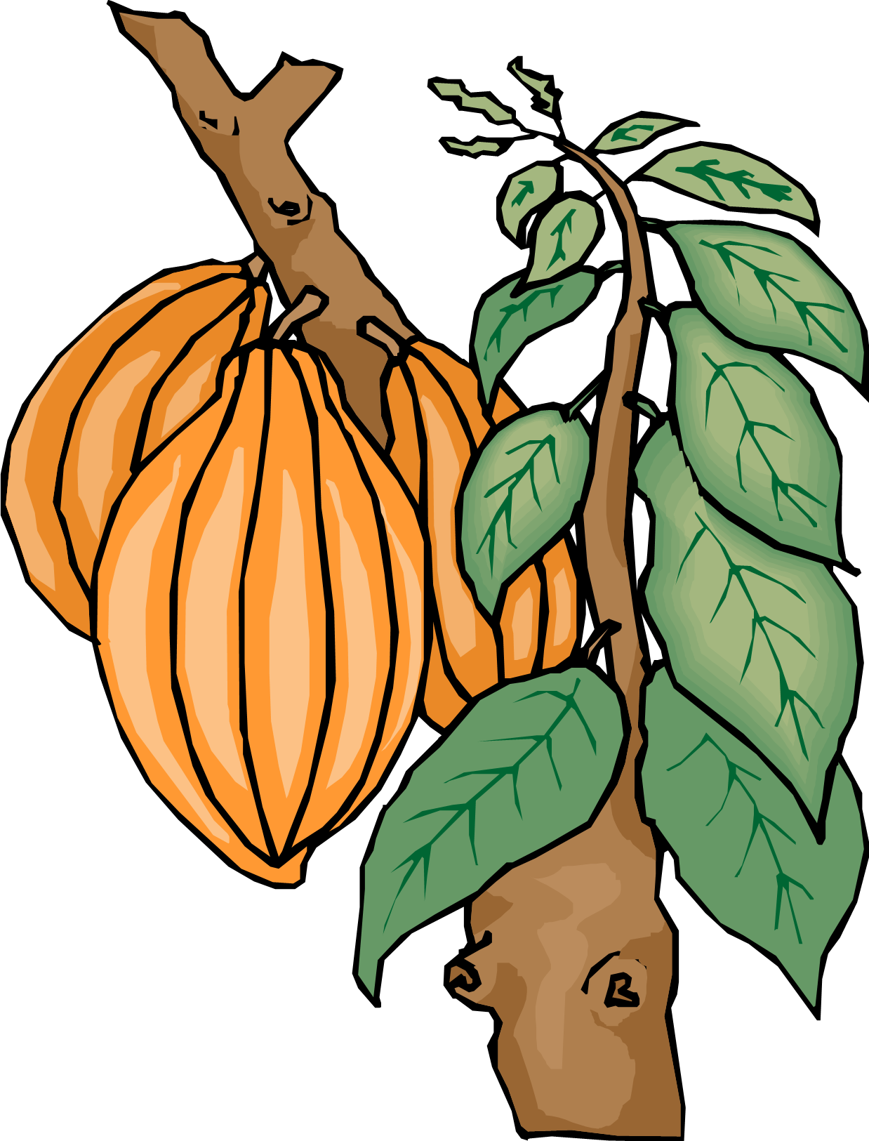Kinder Chocolate Theobroma Cacao Cocoa Bean Cocoa Butter - Cocoa Tree Clip Art (1238x1625)