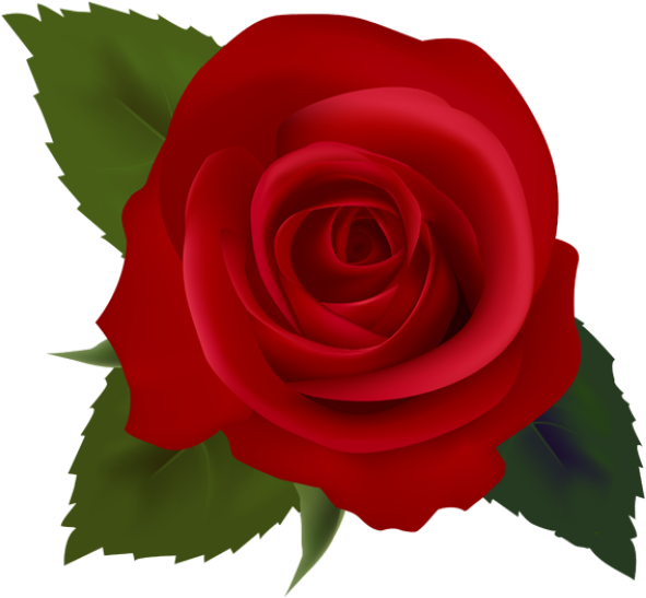 Red Rose Clip Art - Red Rose Clip Art (640x615)