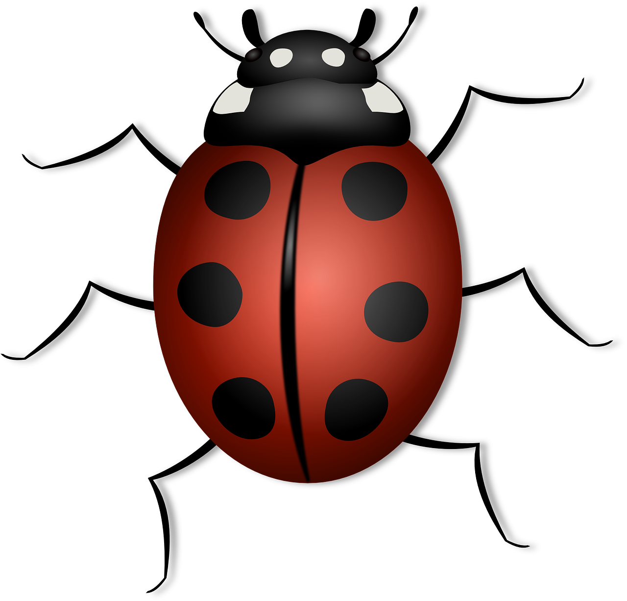 Ladybug, Animal, Beetle, Bug, Insect, Luck, Summer, - Red Beetle Insect (1280x1226)