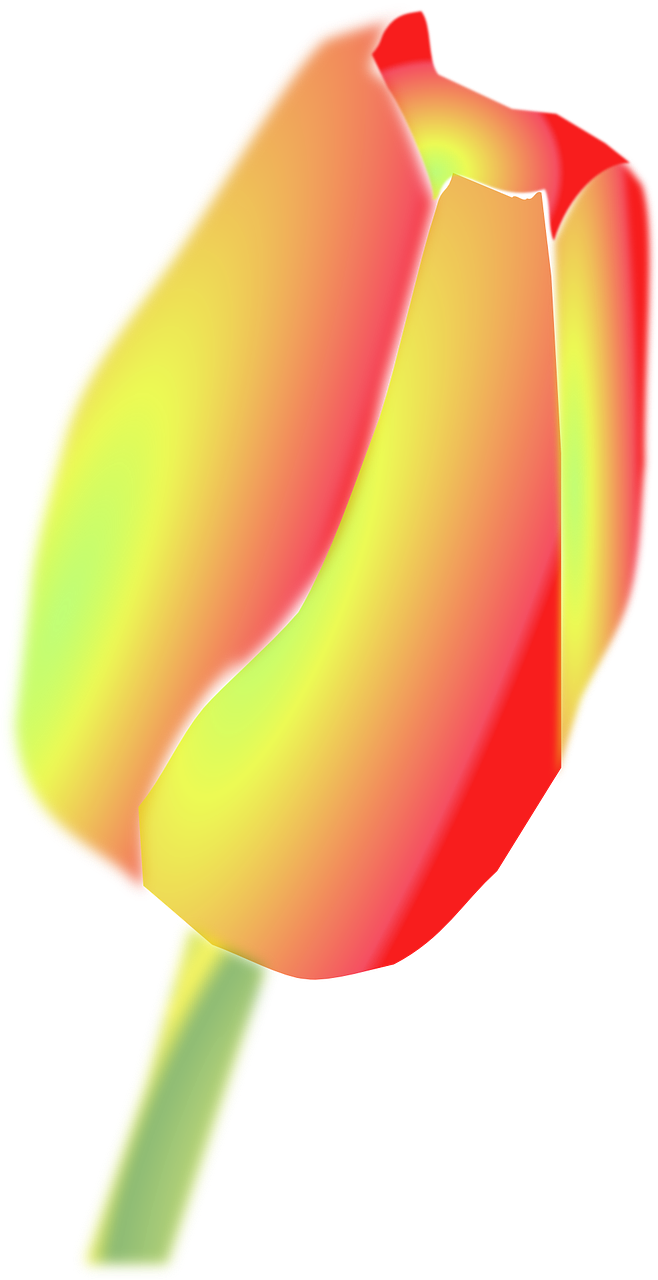 Tulip Clip Art (958x1894)