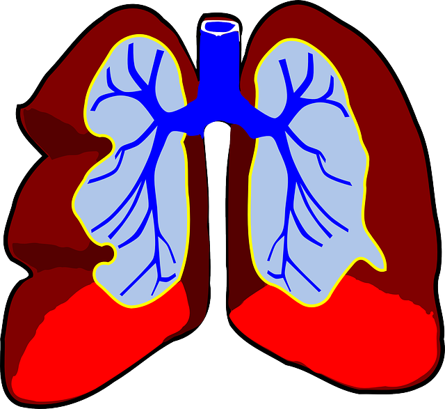 Human Science, Diagram, Outline, Drawing, Kids, Human - Human Lungs Clip Art (785x720)