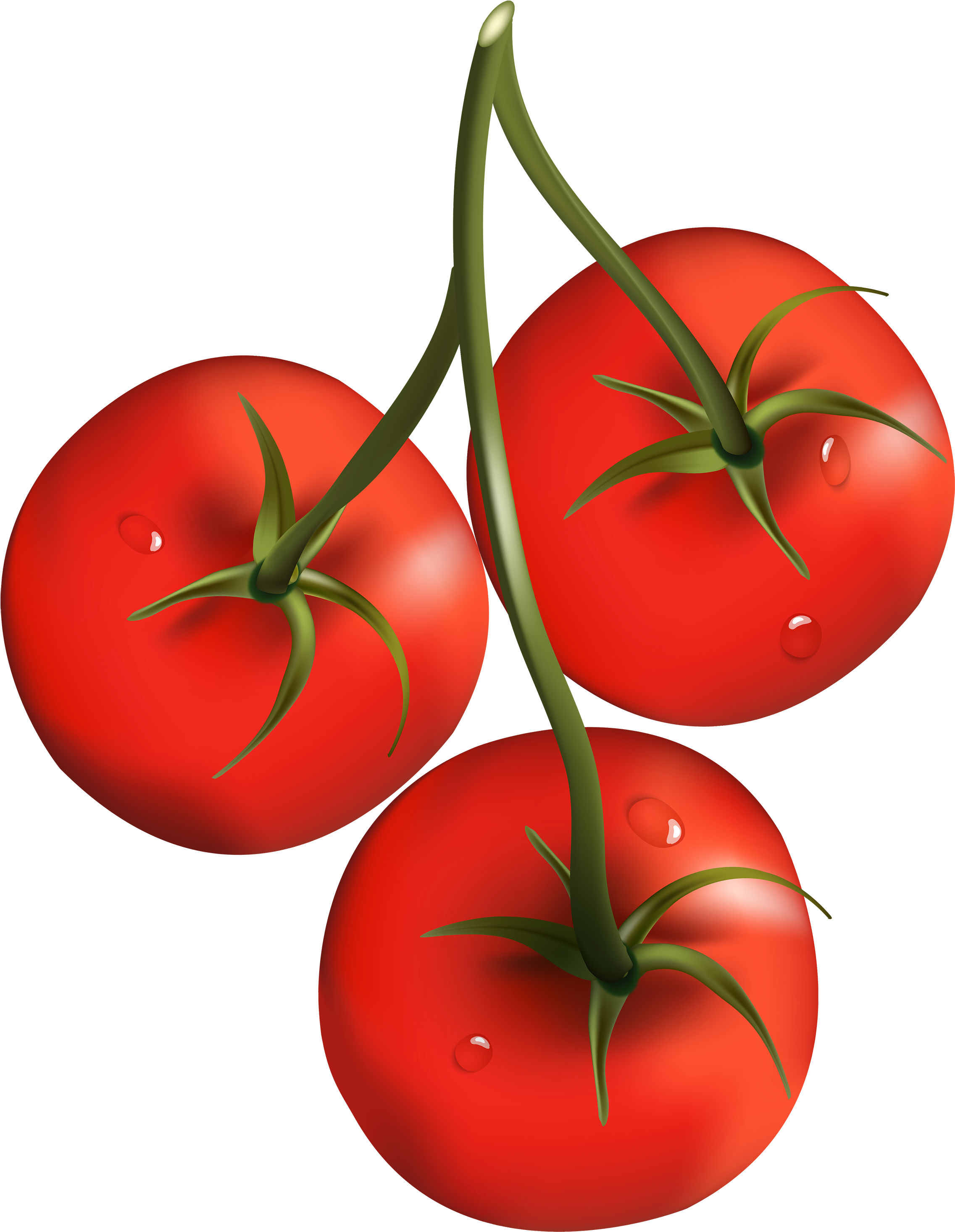 Tomato Branch Png Clipart - Cherry Tomato Clip Art (2324x3000)