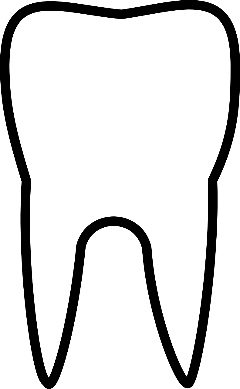 White Tooth Outline Png (791x1280)