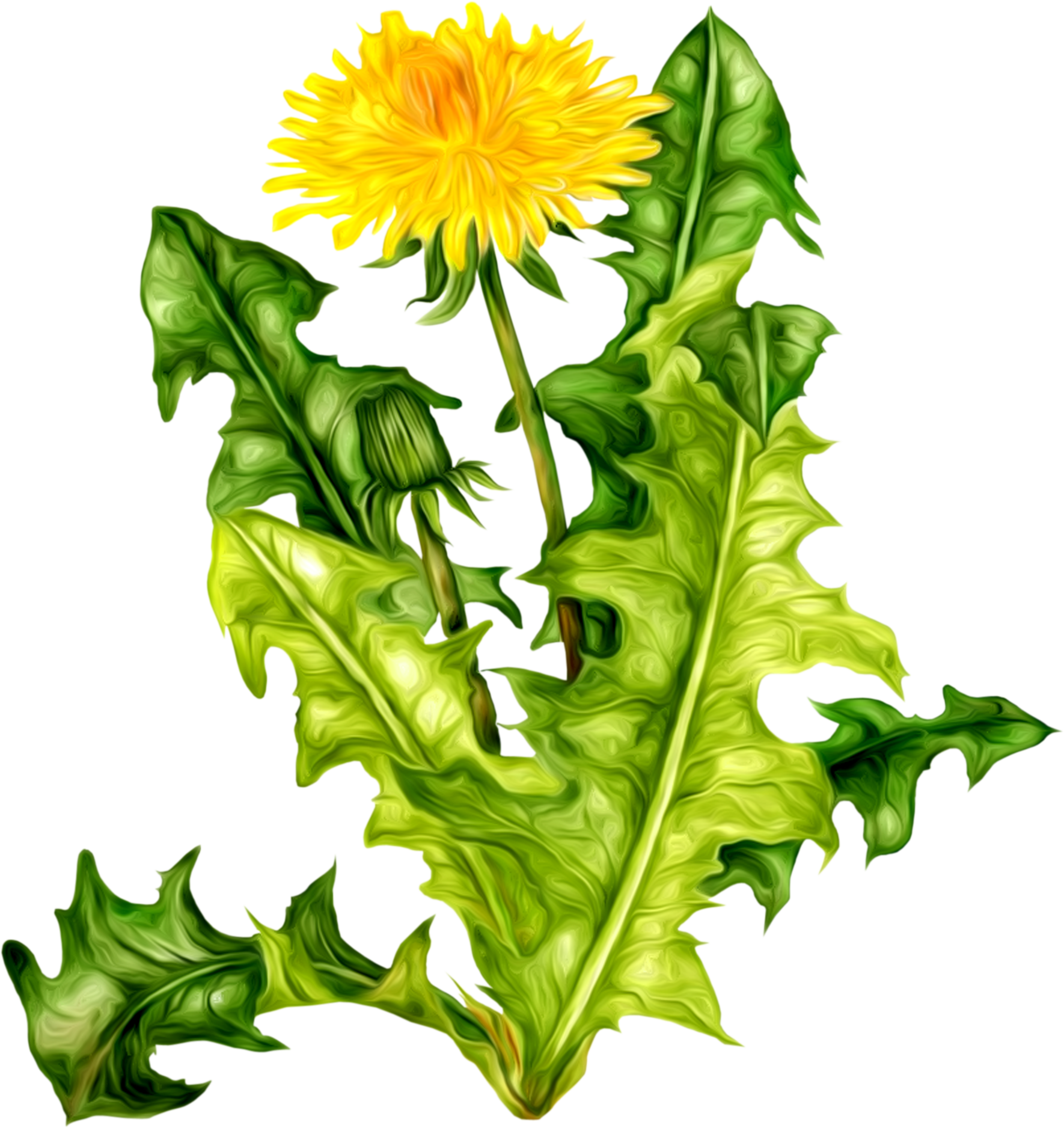 Kreslene Jarne Kvety (1770x1876)
