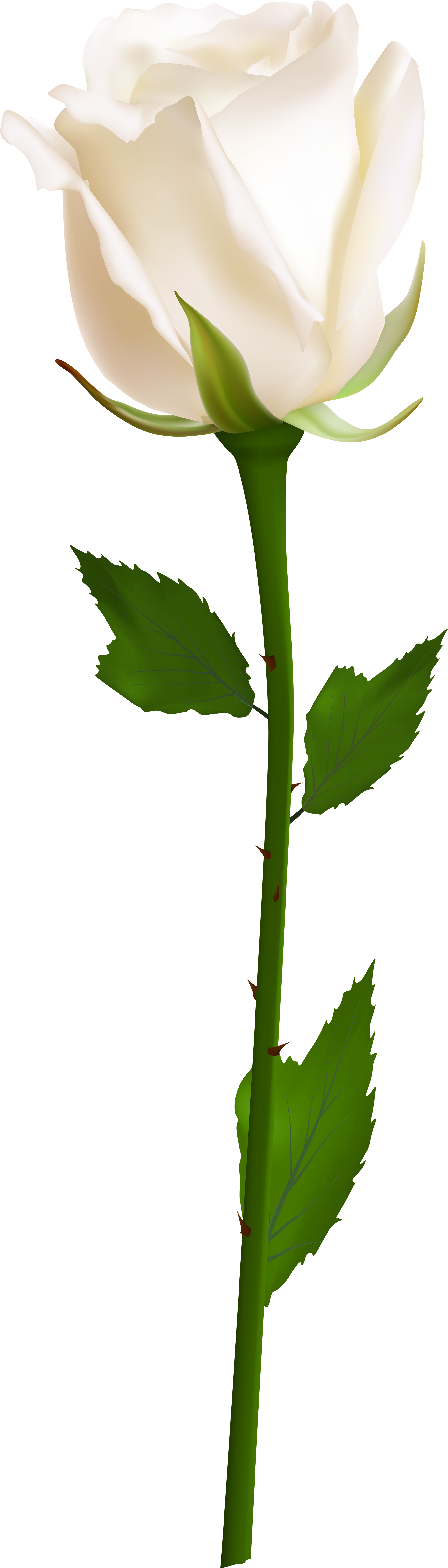 White Rose Clip Art Png Image - Single White Rose Png (2465x8000)