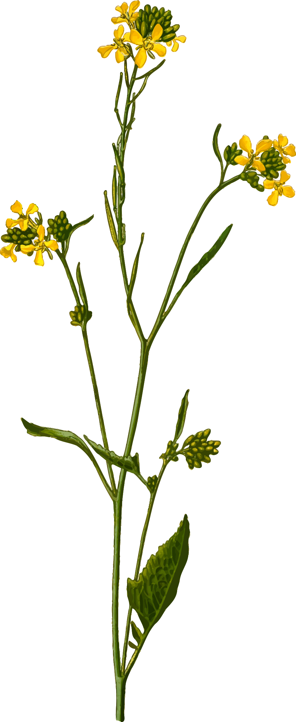 Black Mustard By @firkin, From A Drawing In 'medizinal-pflanzen', - Mustard Seed Plant Drawing (986x2400)