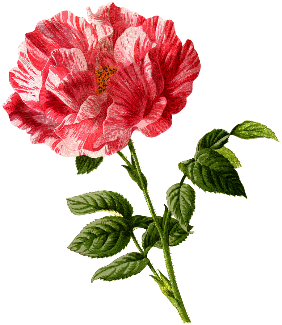 Rose, Flower, Vintage, Art, Cu Tout, Backless, Floral - Red Rose Framed Wall Art (1280x1280)