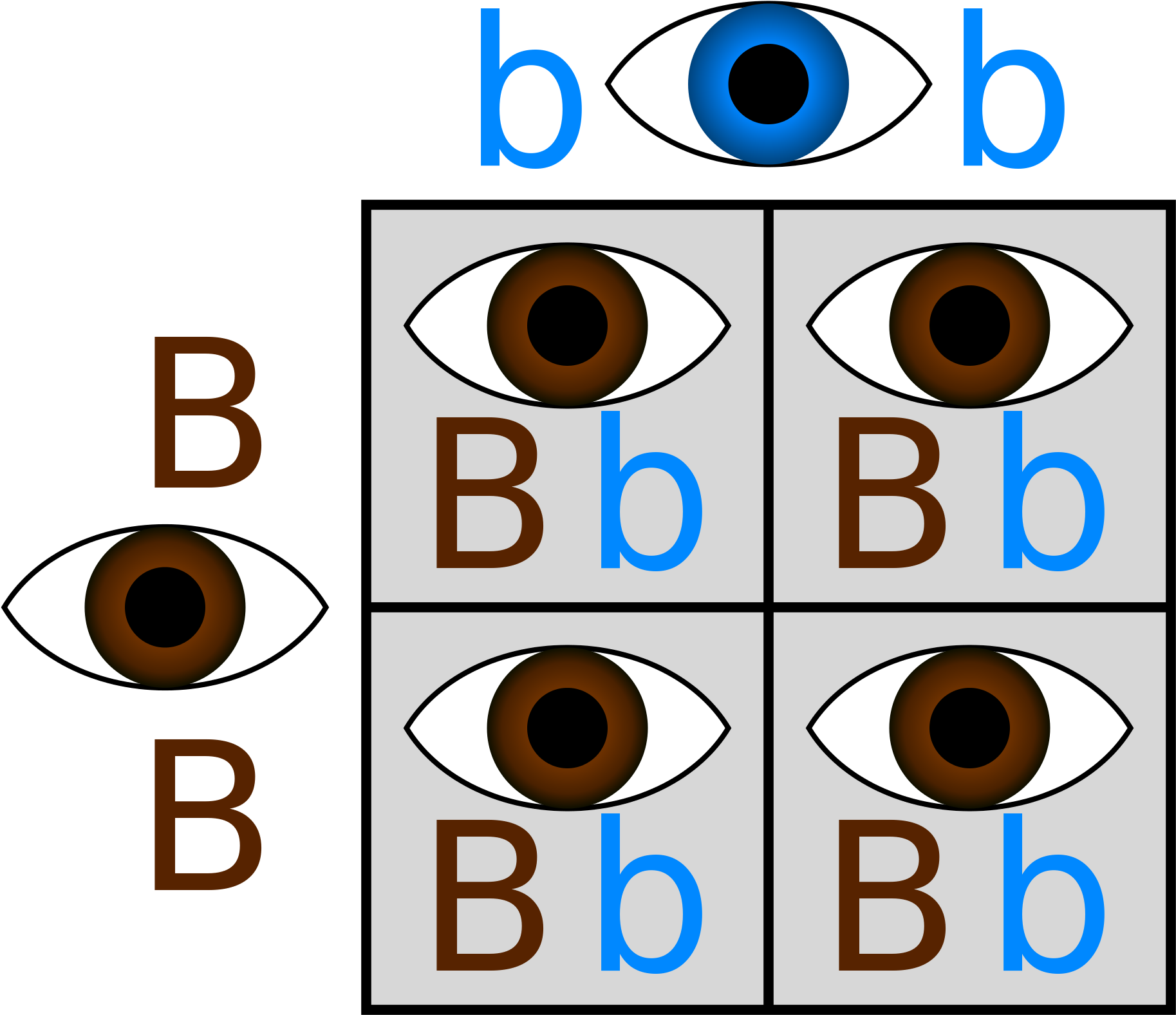 If - Punnett Square Eye Color (2000x2000)
