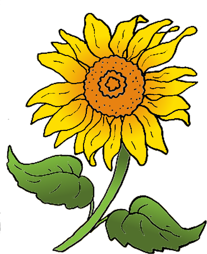 Sonnenblume, Kolorierte Kreul-vorlage - Sonnenblume Clipart (915x1113)